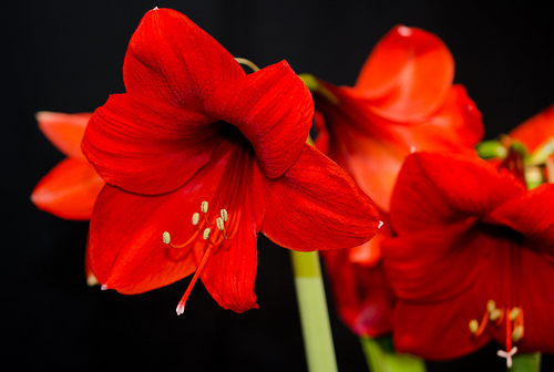 Amaryllis